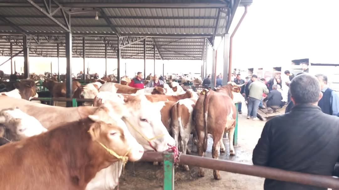 Develi Canlı Hayvan Pazarı’nda Kurban Bayramı Hareketliliği Başladı